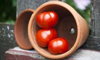 Посадка помидоров в открытый грунт семенами